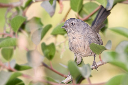 Wrentit Photo @ Kiwifoto.com