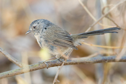 Wrentit Picture @ Kiwifoto.com