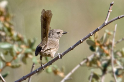 Wrentit