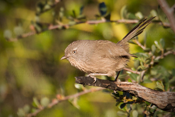 Wrentit