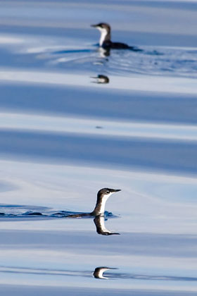 Xantus's Murrelet