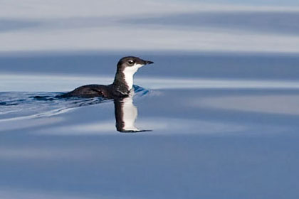 Xantus' Murrelet (S.h. scrippsi)