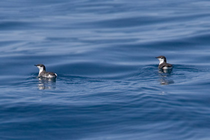 Xantus's Murrelet