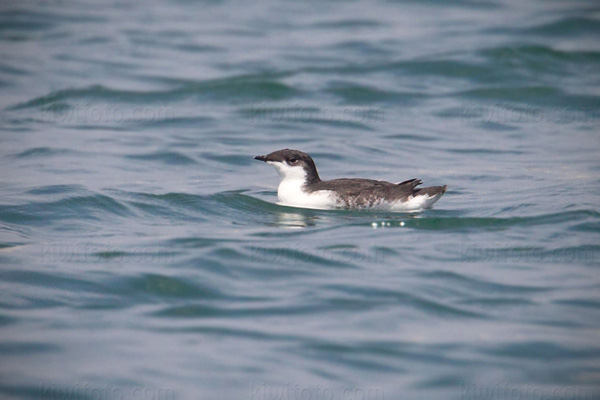 Xantus's Murrelet