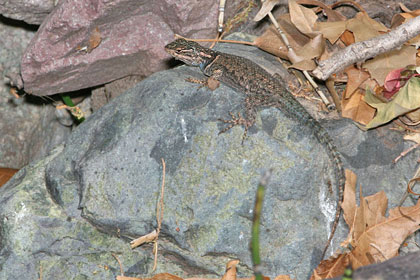 Yarrow's Spiny Lizard Picture @ Kiwifoto.com