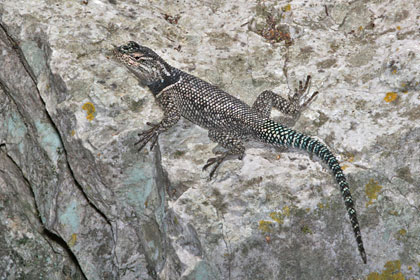 Yarrow's Spiny Lizard Photo @ Kiwifoto.com