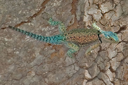 Yarrow's Spiny Lizard Image @ Kiwifoto.com