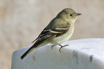 Yellow-bellied Flycatcher Photo @ Kiwifoto.com