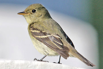 Yellow-bellied Flycatcher Photo @ Kiwifoto.com