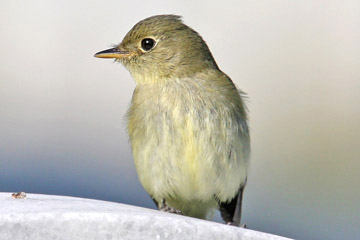 Yellow-bellied Flycatcher Photo @ Kiwifoto.com