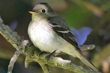 Yellow-bellied Flycatcher Image @ Kiwifoto.com