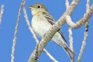 Yellow-bellied Flycatcher Image @ Kiwifoto.com