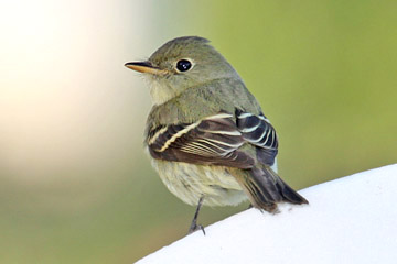 Yellow-bellied Flycatcher Photo @ Kiwifoto.com