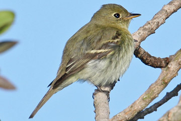 Yellow-bellied Flycatcher Picture @ Kiwifoto.com