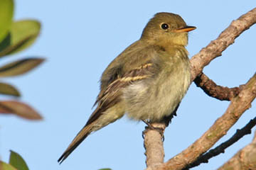 Yellow-bellied Flycatcher Image @ Kiwifoto.com