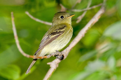 Yellow-bellied Flycatcher Photo @ Kiwifoto.com