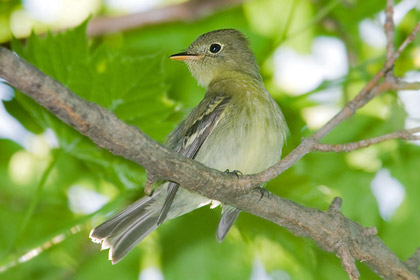 Yellow-bellied Flycatcher Image @ Kiwifoto.com