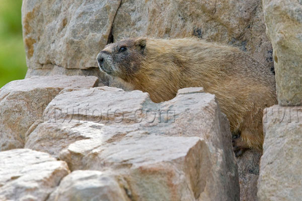 Yellow-bellied Marmot Image @ Kiwifoto.com