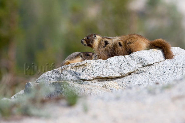 Yellow-bellied Marmot Image @ Kiwifoto.com