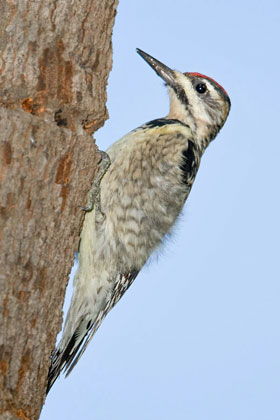 Yellow-bellied Sapsucker Image @ Kiwifoto.com