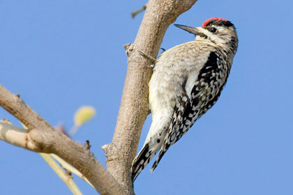 Yellow-bellied Sapsucker Image @ Kiwifoto.com