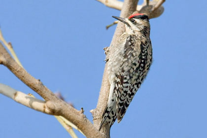 Yellow-bellied Sapsucker Image @ Kiwifoto.com