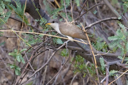 Yellow-billed Cuckoo Image @ Kiwifoto.com