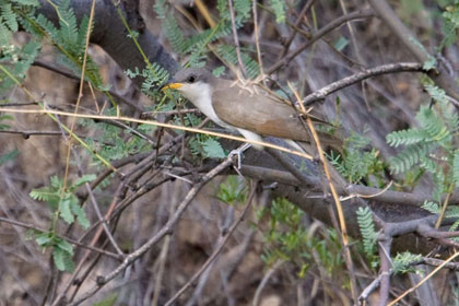 Yellow-billed Cuckoo Picture @ Kiwifoto.com