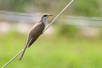 Yellow-billed Cuckoo Picture @ Kiwifoto.com