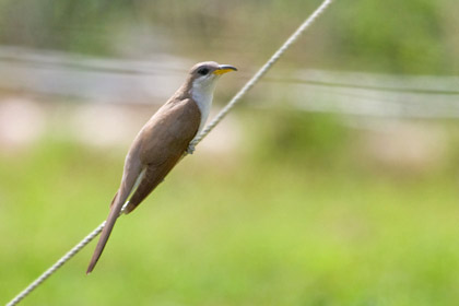 Yellow-billed Cuckoo Image @ Kiwifoto.com