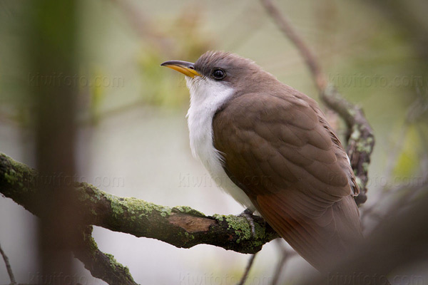 Yellow-billed Cuckoo