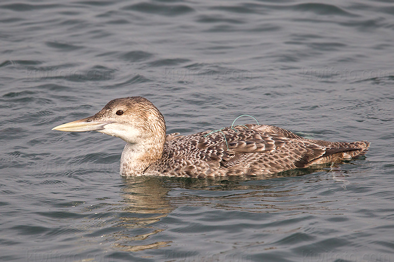 Yellow-billed Loon Image @ Kiwifoto.com