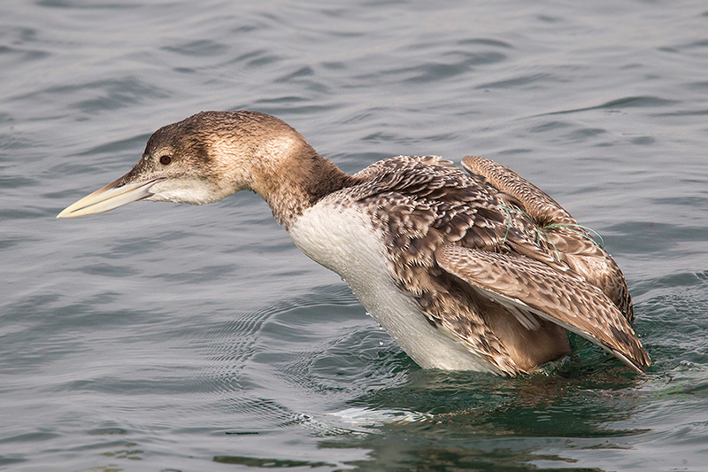 Yellow-billed Loon Picture @ Kiwifoto.com
