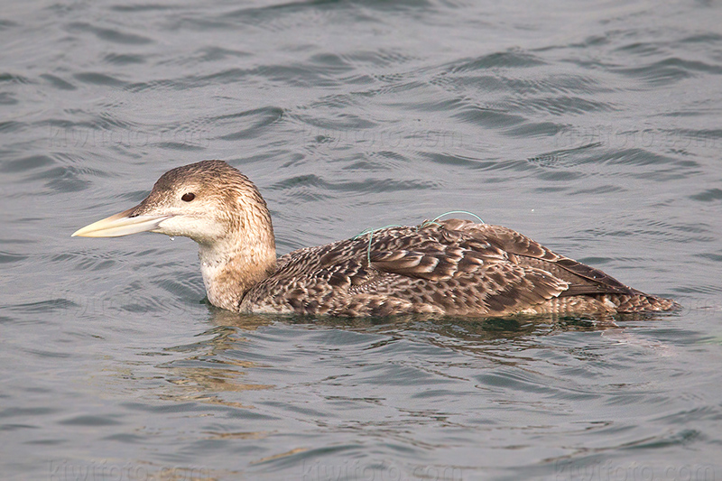 Yellow-billed Loon @ San Pedro (Cabrillo Beach), CA