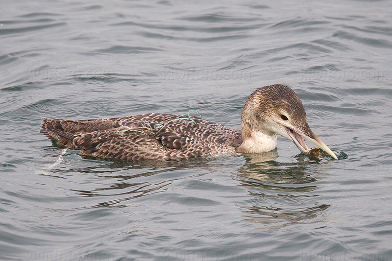 Yellow-billed Loon Image @ Kiwifoto.com