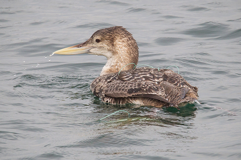 Yellow-billed Loon Picture @ Kiwifoto.com