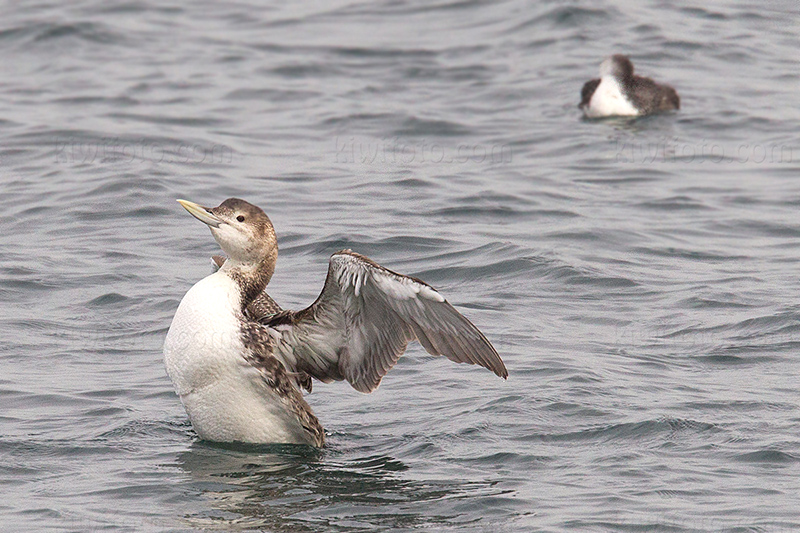 Yellow-billed Loon Picture @ Kiwifoto.com