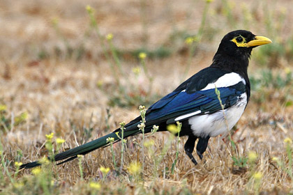 Yellow-billed Magpie