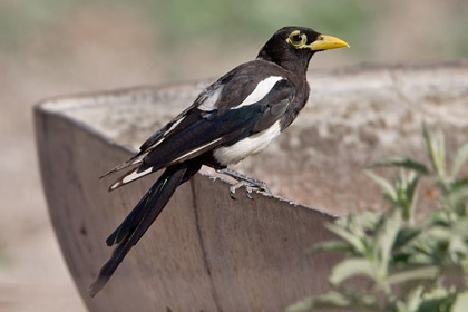 Yellow-billed Magpie Picture @ Kiwifoto.com