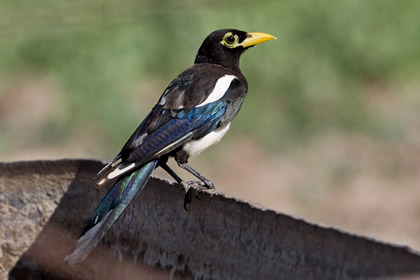 Yellow-billed Magpie Image @ Kiwifoto.com