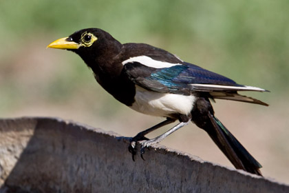 Yellow-billed Magpie Image @ Kiwifoto.com