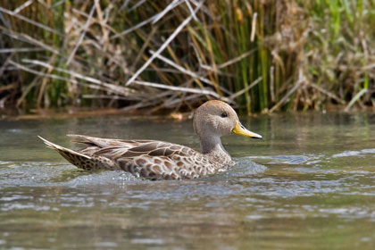 Yellow-billed Pintail