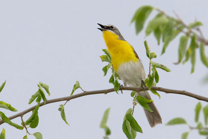 Yellow-breasted Chat Picture @ Kiwifoto.com