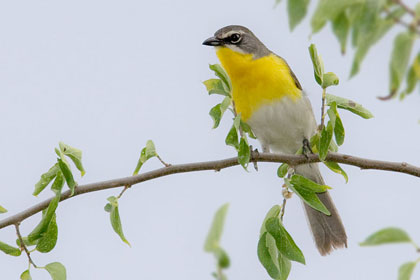 Yellow-breasted Chat Photo @ Kiwifoto.com