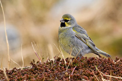 Yellow-bridled Finch (male)