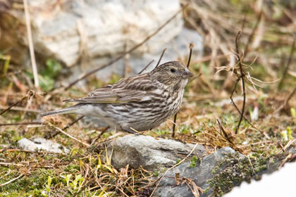 Yellow-bridled Finch (female)