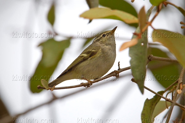 Yellow-browed Warbler