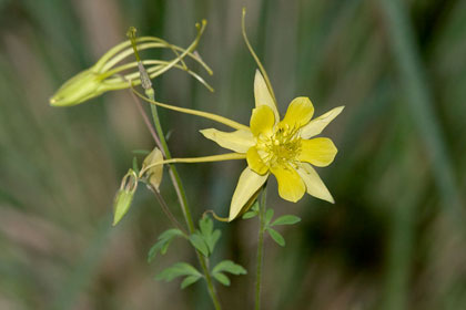 Yellow Columbine Picture @ Kiwifoto.com