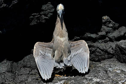 Yellow-crowned Night-Heron Photo @ Kiwifoto.com