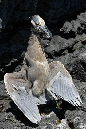 Yellow-crowned Night-Heron Photo @ Kiwifoto.com